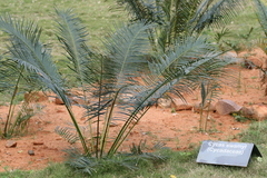 Cycas swamyi
